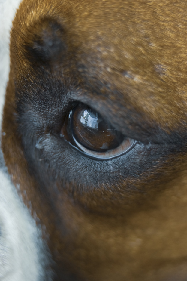 Ein Nahaufnahme eines braunen und weißen Hundes Auges, das Iris und Pupille im Detail zeigt.