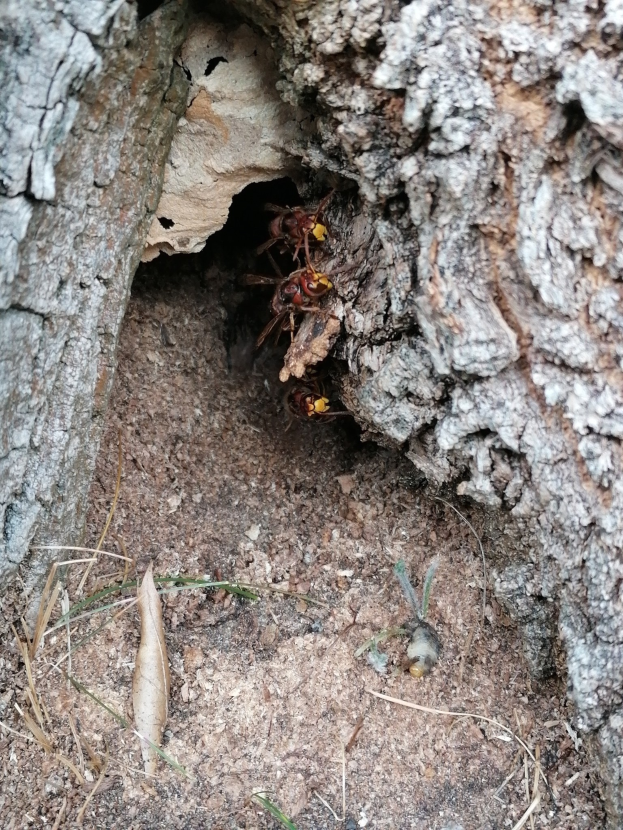Ein Hornissennest in einem Baumstamm auf dem Boden mit zwei Wespen darin, umgeben von Gras.