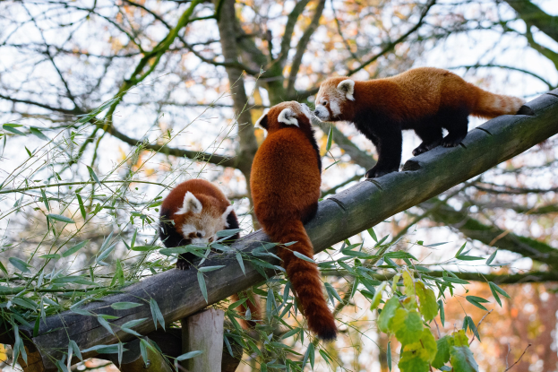 Drei rote Pandas auf einem Baumast umgeben von grünen Blättern mit einem unscharfen Hintergrund.
