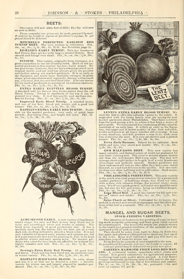 Offenes Buch mit Abbildungen und Text über Gemüse, einschließlich Rüben, auf den Seiten.