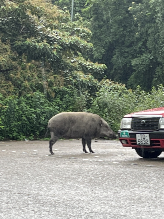 POL-LIP: Kreis Lippe. Vorsicht: Wildtiere auf den Straßen von Lippe.