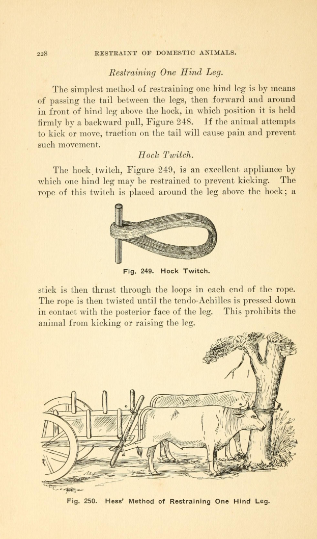 Ein altes Buch mit einer Zeichnung einer Kuh, die einen Wagen zieht, mit einem Baum im Hintergrund und der Text 'Einschränkung von Haustieren' auf der Seite.