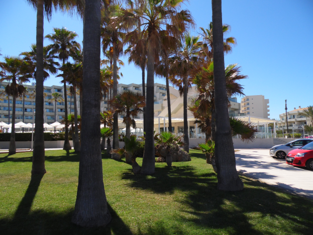 Ein Park mit grünem Gras, Palmen, parkenden Autos, fernen Gebäuden und einem klaren blauen Himmel.