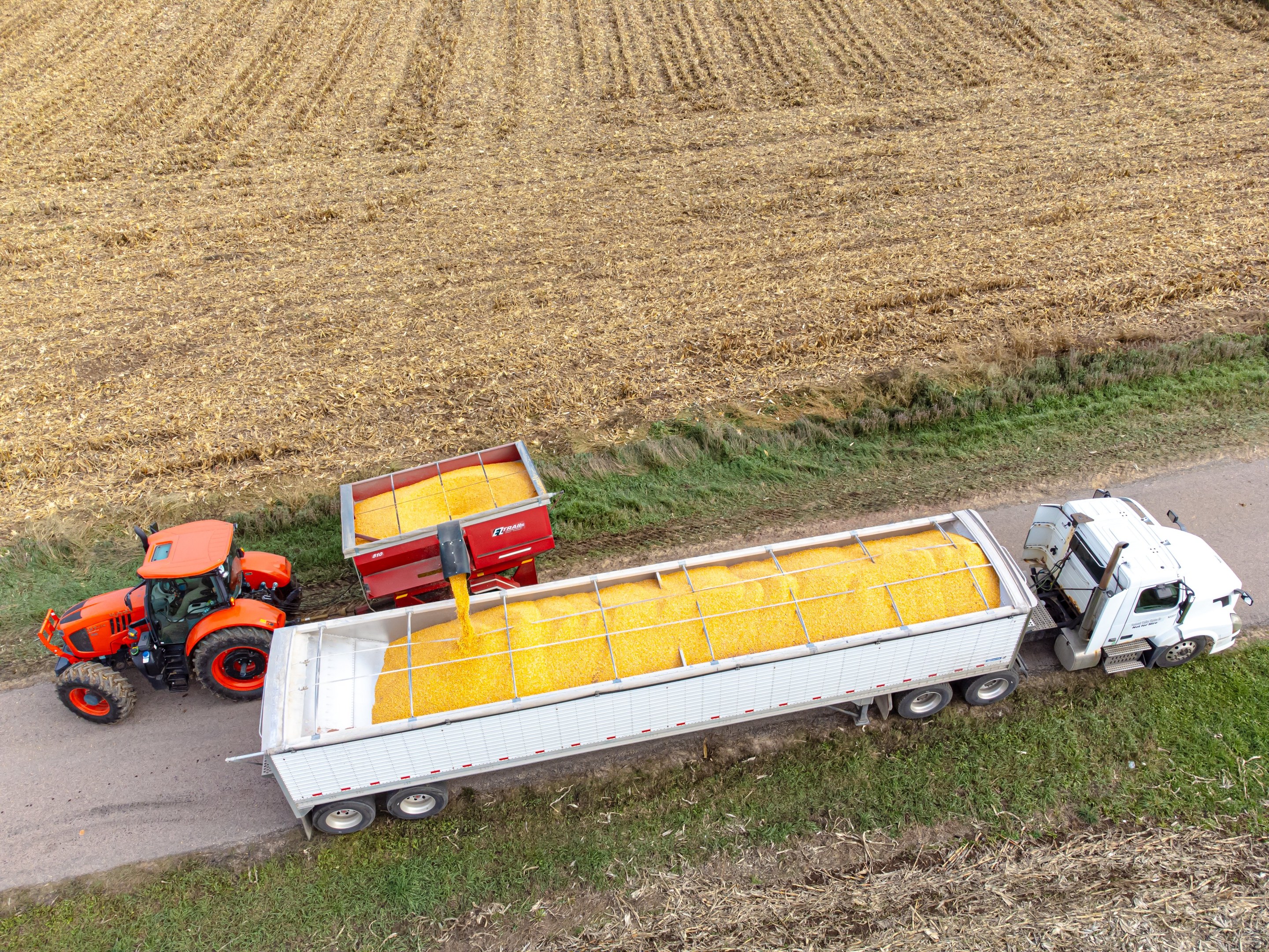 Luftaufnahme eines Traktors mit einem Anhänger voller geernteter Maiskörner auf einer ländlichen Straße, die von grünen Pflanzen gesäumt ist.