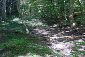 Ein gewundener Pfad durch einen schattigen Wald mit hohen Bäumen und farbenfrohen Pflanzen, mit Text am unteren Rand.