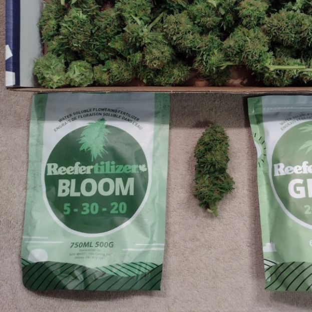 Zwei Packungen Reefertilizer Bloom 5-30-20 Cannabissamen auf einem Tisch neben einer Schachtel Cannabisblüten.