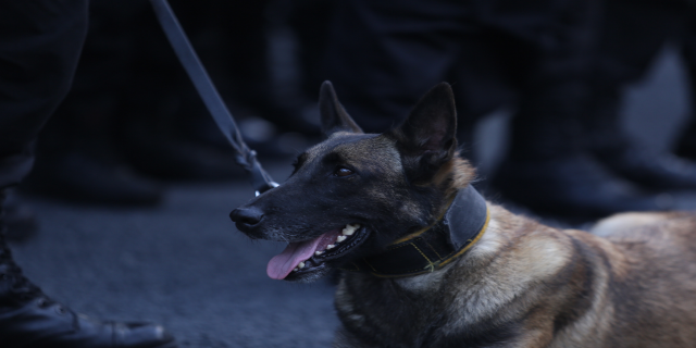 Ein Polizeihund sitzt auf dem Boden neben einer Person mit einem Gürtel und Stiefeln, mit einem unscharfen Hintergrund.