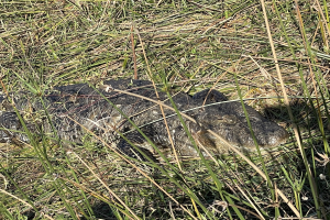 Ein Alligator, der in hohem grünen Gras liegt, mit geschlossenen Augen und leicht geöffnetem Mund, der zu schlafen scheint, seine Krallen ausgestreckt.