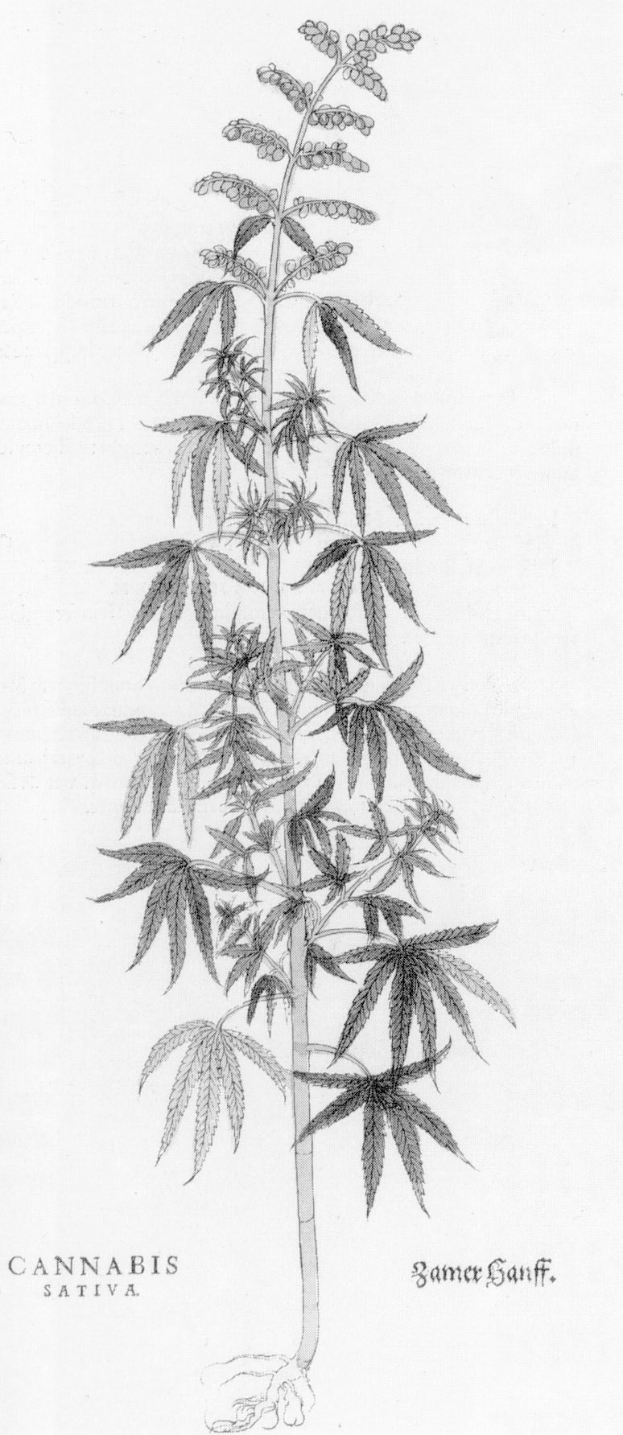 Schwarze und weiße Strichzeichnung einer Cannabis sativa-Pflanze mit beschrifteten Bl├Ąttern und Stielen.