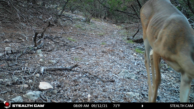 Ein Reh, das einen Schotterweg in einem bewaldeten Gebiet entlanggeht, umgeben von Steinen, Zweigen und Bäumen, mit dem Text "Stealth Cam - Hirschjagd in Texas" unten.